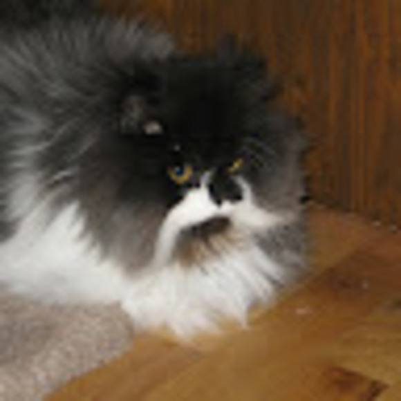 Meet your Posher, Nancy - Picture 1 of 1